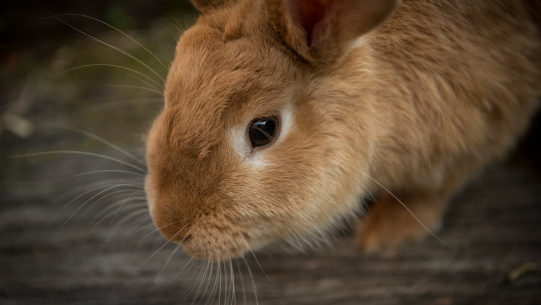 Физиологични особености на зайците