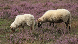 Хранене и репродуктивност на овцете