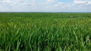 Зърнопроизводител: Пшеницата ще поскъпне, Китай ще попълва запасите си