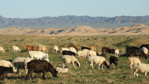 Остро подуване на търбуха при овцете и козите