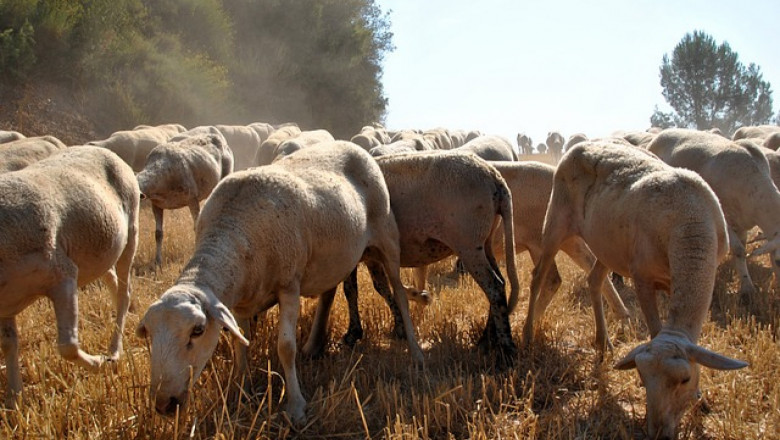 Краста - най-много овце заболяват в края на зимата и в началото на пролетта