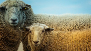 Диктиокаулозата засяга масово младите овце и кози - Agri.bg
