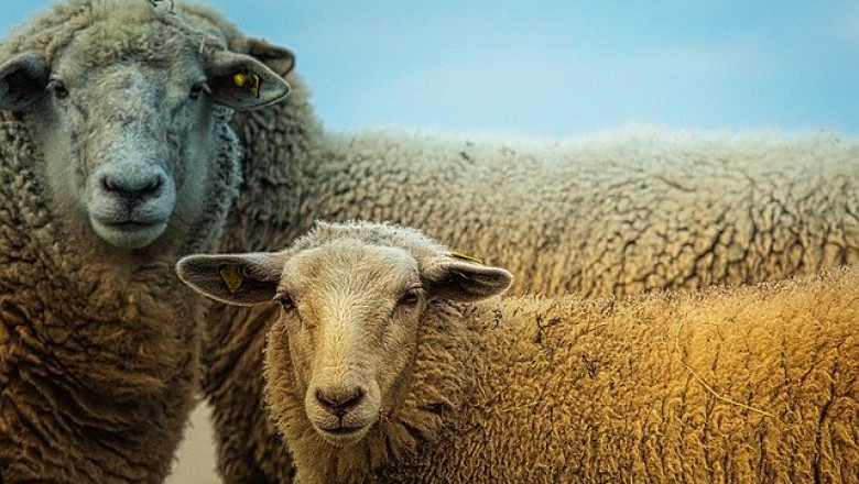 Диктиокаулозата засяга масово младите овце и кози