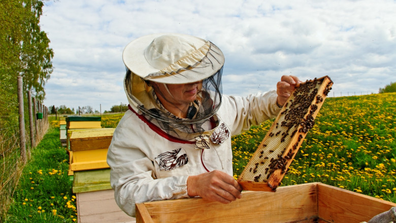 Пчеларство: До 30% загуба на пчелни семейства отчитат в бранша