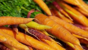 Предзимно засяване на моркови и магданоз