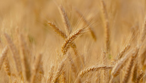 Пшеницата реагира силно на вида на предшественика - Agri.bg