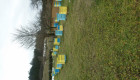 Пчели и кошери - Снимка 1