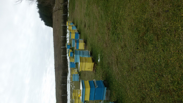 Пчели и кошери - Снимка 2