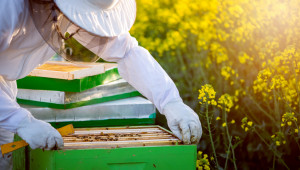 От другата страна: Отговорът на пчеларите за пръсканията - Agri.bg
