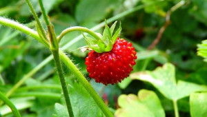 Окосяването на листата предпазва ягодите от много болести и неприятели
