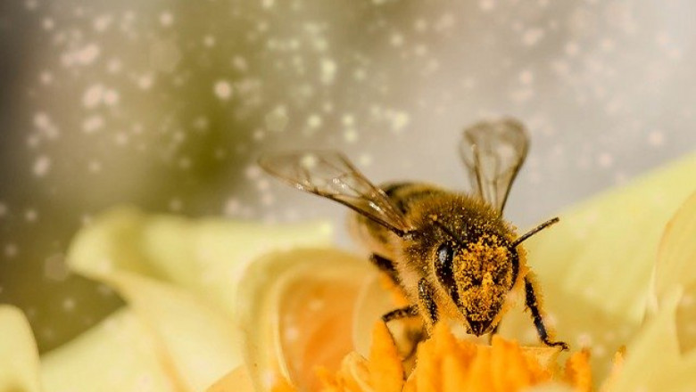 Храна и хранене на пчелите