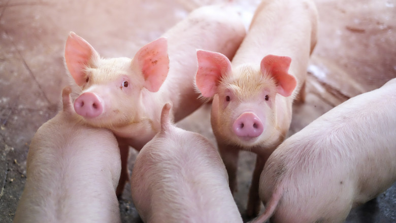 Криза: Ще отпадне ли държавната помощ за свиневъдите?