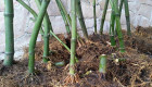 Бамбук коренище - Снимка 1