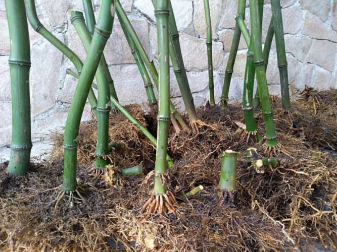 Бамбук коренище - Снимка 1