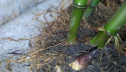 Бамбук коренище - Снимка 3
