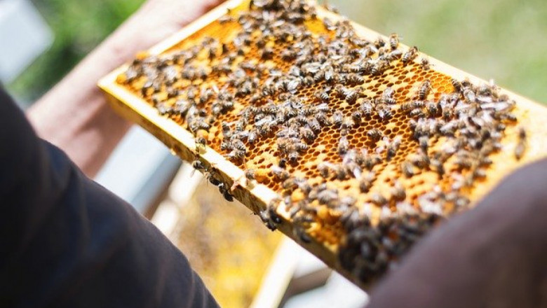 Устройство и организация на пчелина