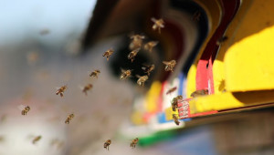 Повреди в пчелните кошери причинени от мишки