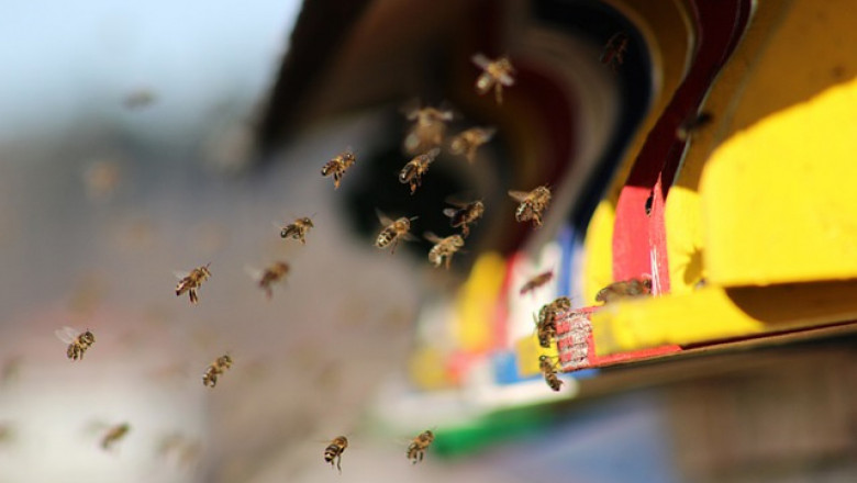 Присъединяване на пчелни семейства