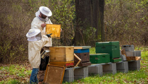 Основни принципи, свързани с подхранването на пчелите