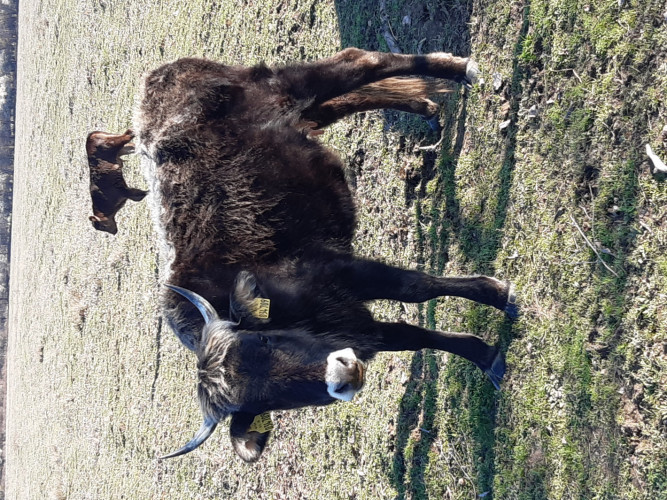 Късорого Родопско говедо - Снимка 1