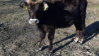 Късорого Родопско говедо - Снимка 2