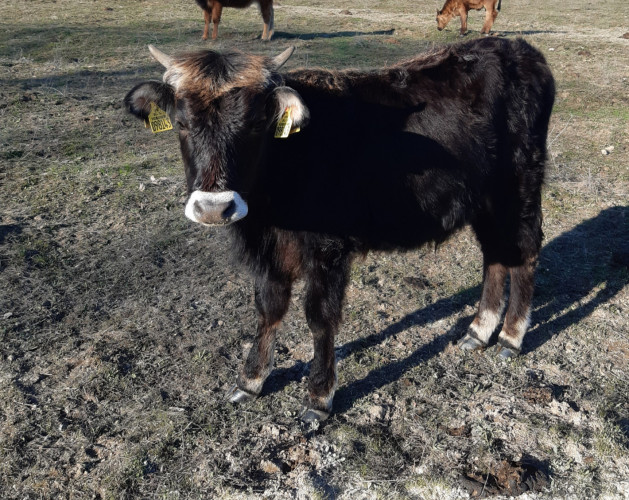 Късорого Родопско говедо - Снимка 2