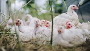 Птичи грип засегна голяма ферма в Асеновград