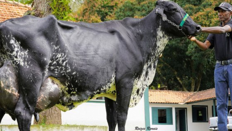 Нов световен рекорд по млеконадой от една крава