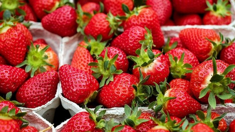 Чистите ягодови насаждения са предпоставка за висок добив