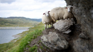 Подготовката на овцете за случната кампания