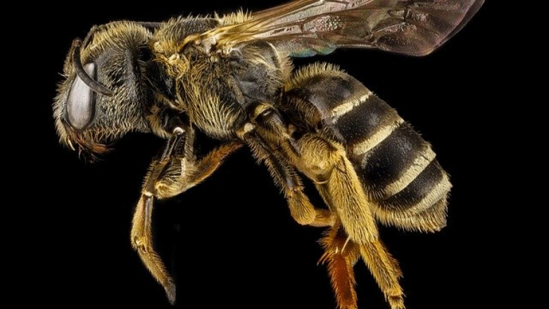 Пчели - смяна на майките без риск за приема им