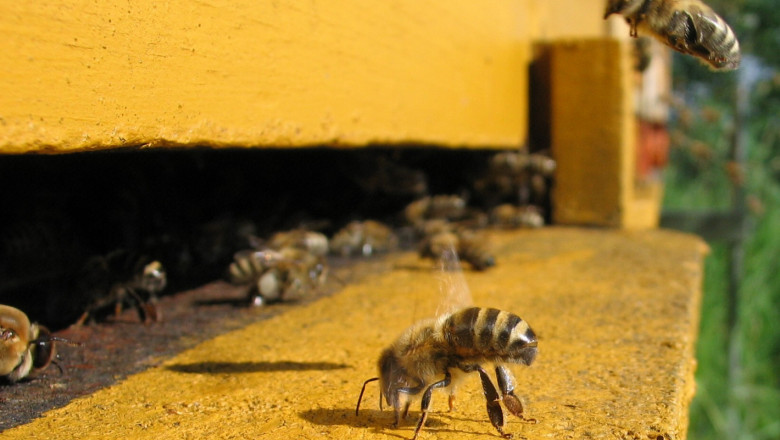 Агроиновации: Цифрово прогнозиране на поведението на пчелни семейства