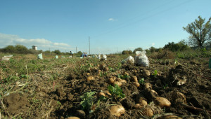 Коронавирусът проваля отглеждане на зеленчуци в Монтанско - Снимка 1