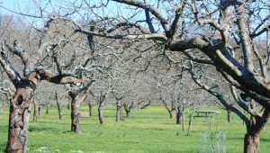 Грижите по дръвчетата през април са определящи за реколтата - Agri.bg