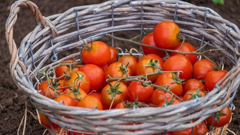 Производство на домати в полиетиленови оранжерии