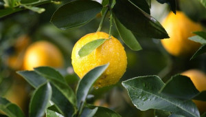 Стайно отглеждане на лимон