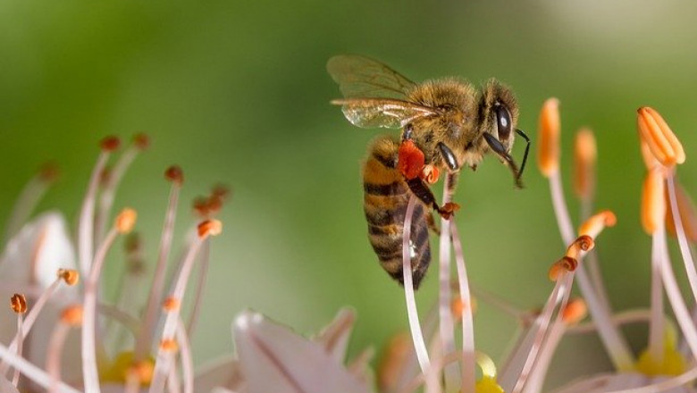 Грижи за пчелите през месец април - I част