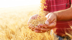 Борси: Лутане в цените на пшеницата