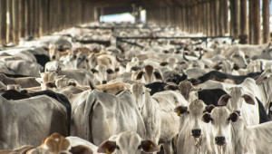 В кризата: Не внос, а повече родно животновъдство - Agri.bg