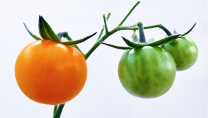 Професионално торене на домати, отглеждани на открито - Agri.bg