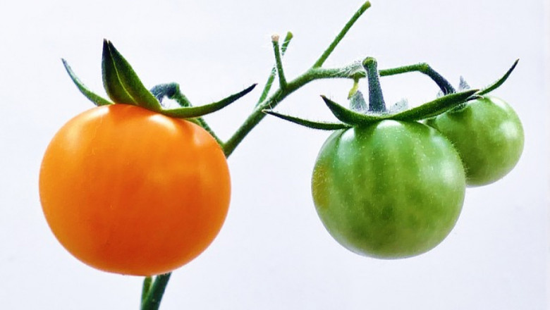 Професионално торене на домати, отглеждани на открито