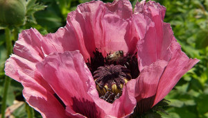 Борба с вароатозата у пчелните семейства