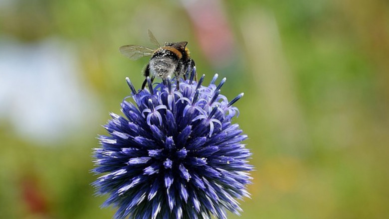 Грижи за пчелите през месец април - II част