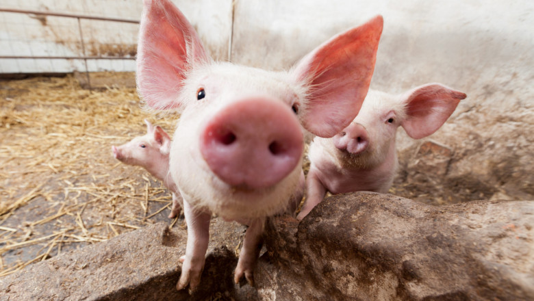 За движението на домашни свине: Пробите за АЧС са за сметка на собственика