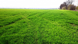 Добра новина: Пшеницата в Добруджа се развива добре! - Agri.bg