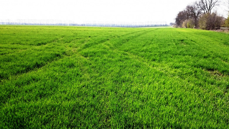 Добра новина: Пшеницата в Добруджа се развива добре!