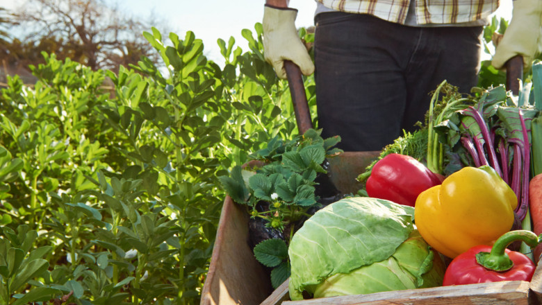 Как да преживеете пандемията, ако сте зеленчукопроизводител