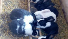 АКЦИЯ!!! Продавам холандски зайци по 2.5кг. по 25 лв. За брой!!!! - Снимка 3