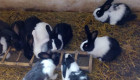 АКЦИЯ!!! Продавам холандски зайци по 2.5кг. по 25 лв. За брой!!!! - Снимка 4