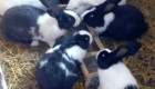 АКЦИЯ!!! Продавам холандски зайци по 2.5кг. по 25 лв. За брой!!!! - Снимка 5